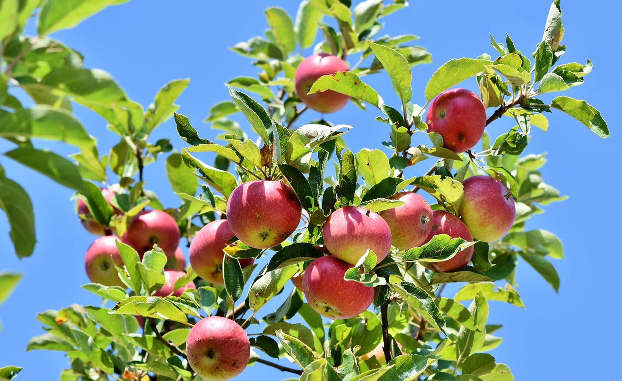 Forest Apple