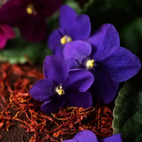 Black Violet and Saffron