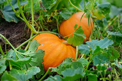 Pumpkin Chai